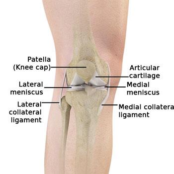 knee-anatomy